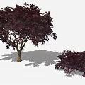 Crimson Leaf Maple Tree With Brown Trunk And Smaller Companion Plant