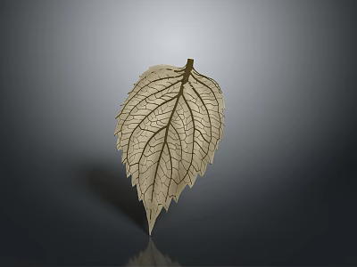 Light Colored Plant Leaf With Clear Veins On Gray Gradient Background And Reflection 3d model
