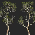 Tall Trees with Green Leaves and Branches Against Black Background