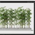 Lush Bamboo Plants With Green Leaves Arranged In Rows On Concrete Base