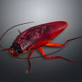 Red And Black Cockroach With Orange Legs Glossy Exoskeleton And Long Antennae On Gray Background