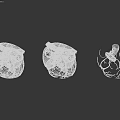 Game Movie Character Three Anatomical Hearts with Internal Structure and Vascular System