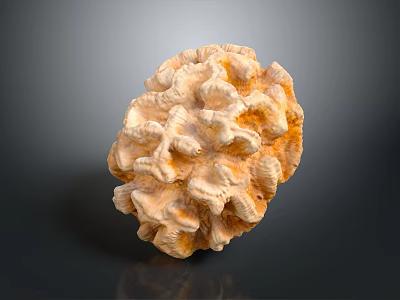Orange Spiny Sea Urchin With Textured Surface On Dark Background 3d model