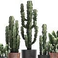 Indoor Potted Cacti And Green Plants With Black And Brown Planters For Home Decor