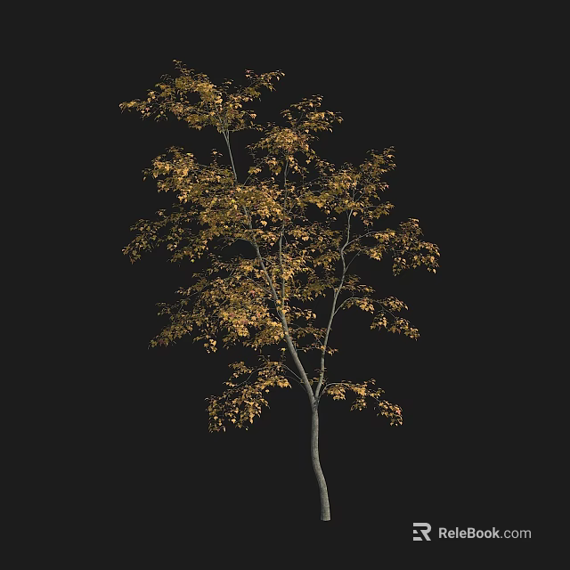 Golden Leaf Deciduous Tree With Slender Trunk Lush Canopy Against Dark Background In Natural Setting 3d model