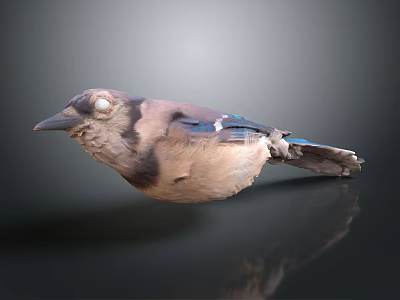 Detailed Colorful Bird With Blue Feathers Brown Body On Dark Reflective Surface 3d model