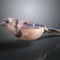 Detailed Colorful Bird With Blue Feathers Brown Body On Dark Reflective Surface