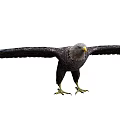 Majestic Eagle Flying Animal with Spreading Wings Sharp Talons and Powerful Stance