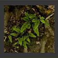 Wooden Stone Decorative Display with Green Ferns and Fallen Leaves in Natural Style