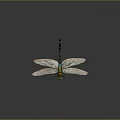 Green Yellow Dragonfly With Blue Spotted Abdomen And Transparent Wings On Gray Background