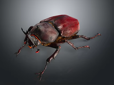 Large Red Brown Beetle With Horned Head And Shiny Exoskeleton 3d model