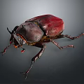 Large Red Brown Beetle With Horned Head And Shiny Exoskeleton 3d model