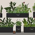 Decorative Potted Bonsai Plants With Cactus Ferns And Large Leaves In Black Pots