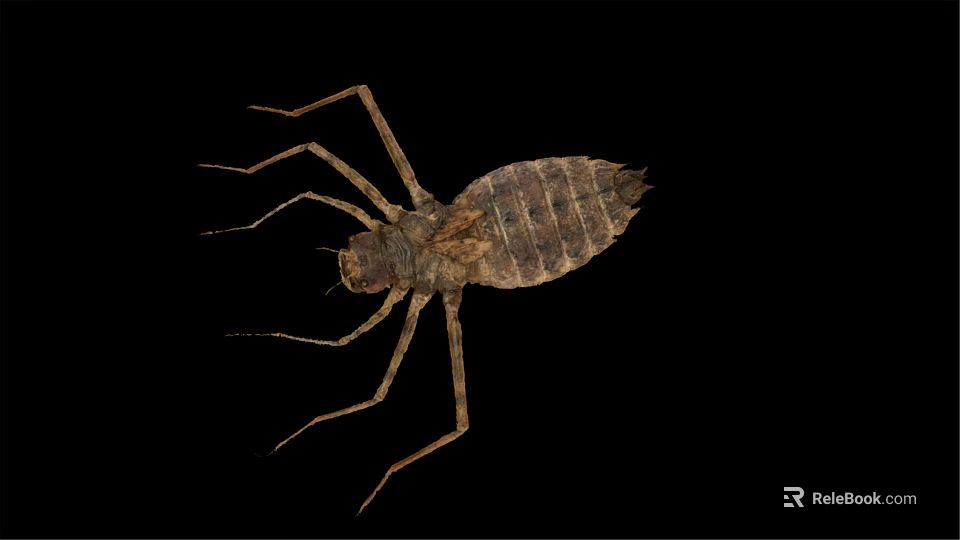 Brown Aquatic Insect With Long Legs And Segmented Body Isolated On Black Background 3d model 