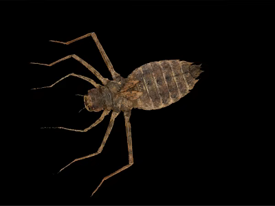 Brown Aquatic Insect With Long Legs And Segmented Body Isolated On Black Background 3d model