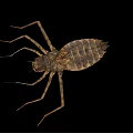 Brown Aquatic Insect With Long Legs And Segmented Body Isolated On Black Background