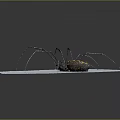 Long Legged Spider With Yellow And Black Patterned Body On Light Blue Surface 3d model