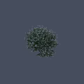 Lush Blooming Arbor With Dense Green Leaves And White Small Flowers