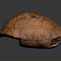 Reptile Turtle Shell Featuring Orange Brown Patterned Texture on Dark Background