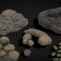 Diverse Collection of Animal Droppings with Varied Shapes Sizes and Textures