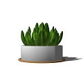Succulent Plant Growing in White Ceramic Pot with Brown Wooden Tray