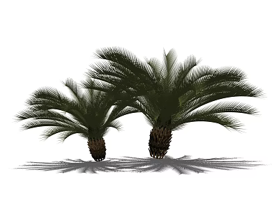 Lush Palm Trees With Green Fronds And Thick Trunks In Natural Scene 3d model