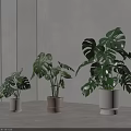 Potted Monstera Plants in Indoor Corner with Various Colored Pots and Fresh Green Foliage