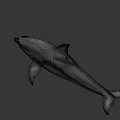Realistic Dolphin 3D Model With Smooth Skin And Fin Details