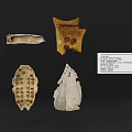 Antique Carved Bone Fragment Decorative Ornament Set Featuring Intricate Textured Surfaces