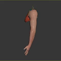 Human Arm Anatomy Displaying Nerve Vessel Bone Muscle And Skin Structures