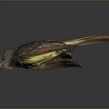 Bird Taxidermy Specimen With Brown Wings Yellow Belly Long Tail And Pointed Beak