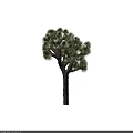 Tall Tree With Green Foliage And Brown Textured Trunk In Natural Environment