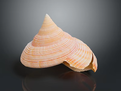 Shiny Conical Seashell With Orange White Stripes On Black Background Surface 3d model