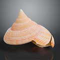 Shiny Conical Seashell With Orange White Stripes On Black Background Surface