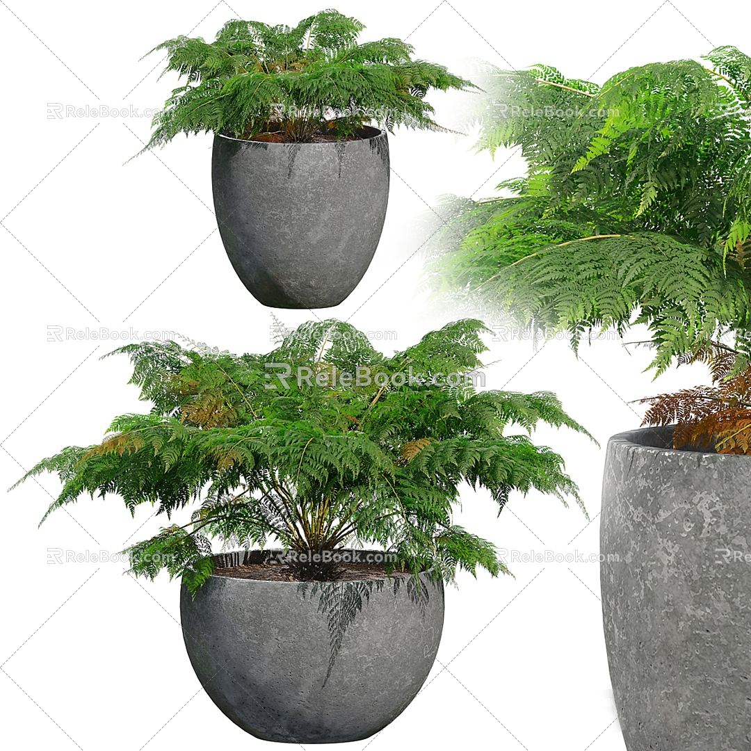 potted fern model