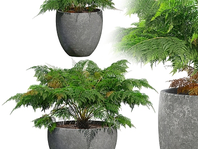 potted fern model