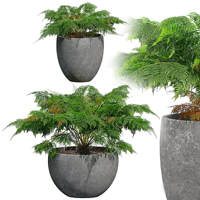 Bonsai Potted Fern Plants With Lush Green Foliage In Gray Concrete Pots 3d model