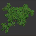 Healthy Green Plant With Lush Clover Shaped Leaves And Natural Growth