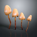 Four Organic Vegetable Mushrooms With Orange Caps And Brown Stems Arranged Neatly