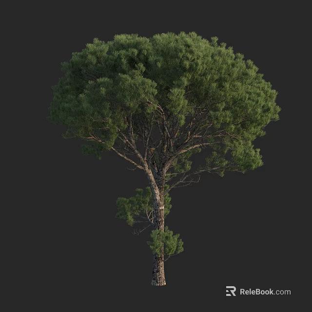 Tall Arbor With Lush Green Foliage And Strong Natural Tree Trunk Structure 3d model 