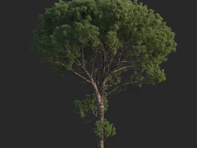 Tall Arbor With Lush Green Foliage And Strong Natural Tree Trunk Structure 3d model