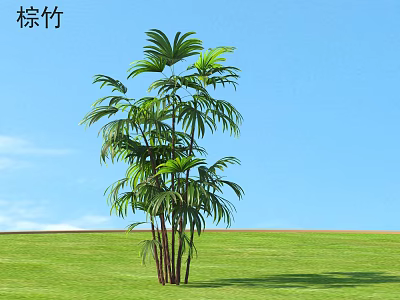 Lush Bamboo Palm With Green Leaves Brown Stems On Green Grass Field Under Blue Sky 3d model