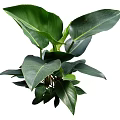 Healthy Vibrant Green Shrub Featuring Large Glossy Leaves and Dense Foliage
