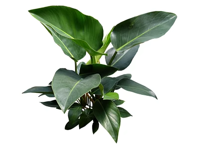 Healthy Vibrant Green Shrub Featuring Large Glossy Leaves and Dense Foliage 3d model