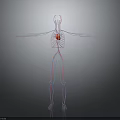 3D Human Body Model Showing Internal Organs Heart And Vascular System On Dark Background