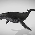 Black Whale Aquatic Animal Model With Detailed Features And Gray Background