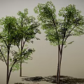 Lush Green Trees With Dense Foliage And Tree Trunks Casting Natural Shadows 3d model