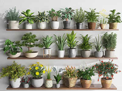 Various Types of Bonsai Potted Plants on Shelves with Decorative Pots and Greenery 3d model