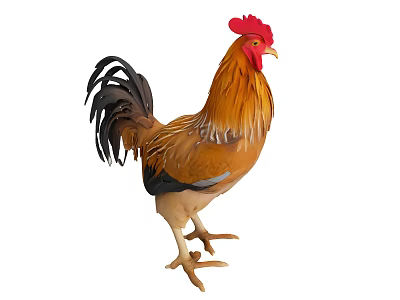 Colorful Rooster With Red Comb Brown Feathers And Black Tail On White Background 3d model