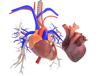 Detailed 3D Anatomical Human Heart and Blood Vessels Medical Teaching Model 3d model